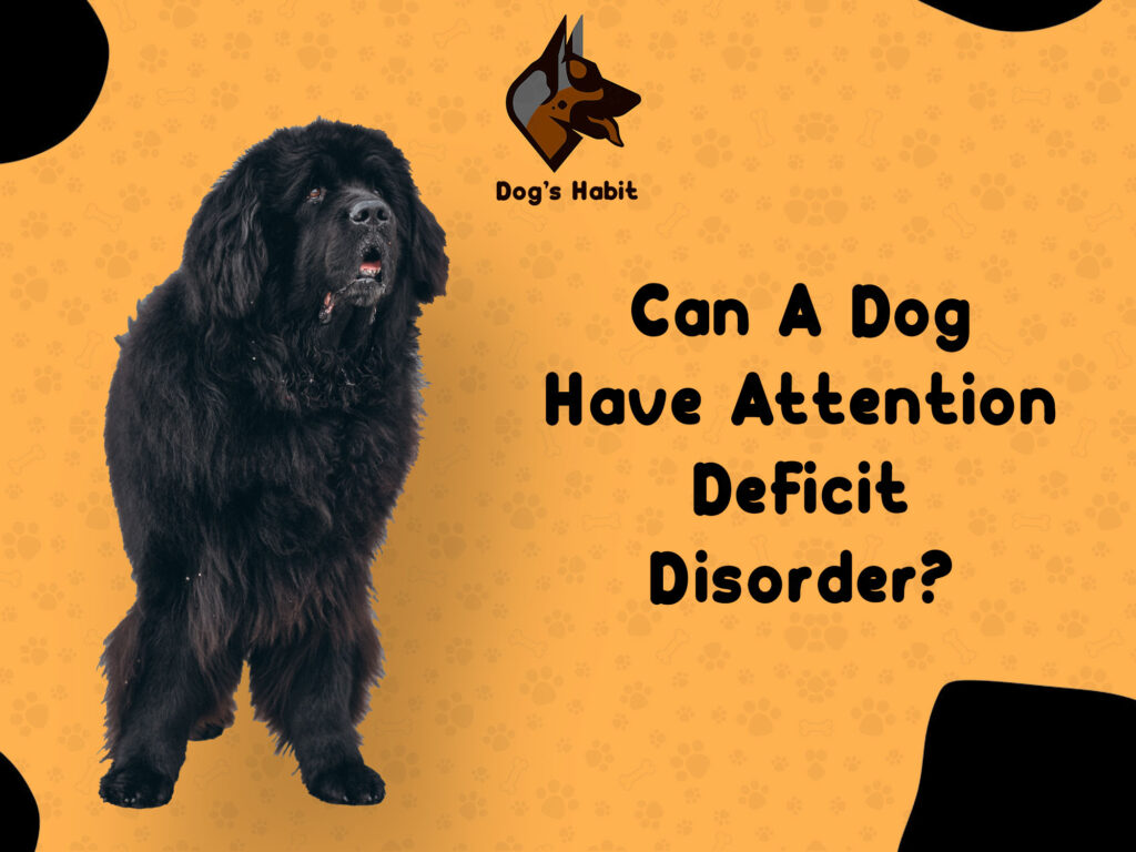 Can A Dog Have Attention Deficit Disorder? | Dogs Habit