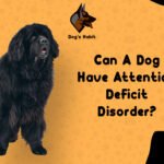 Can A Dog Have Attention Deficit Disorder? | Dogs Habit