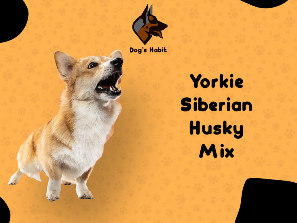 Yorkie Siberian Husky Mix | Dogs Habit