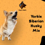 Yorkie Siberian Husky Mix | Dogs Habit