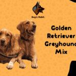 Golden Retriever Greyhound Mix