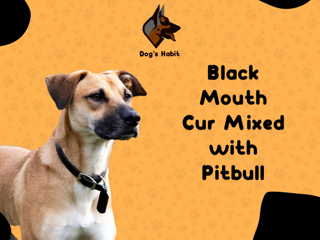 Black Mouth Cur Mixed with Pitbull