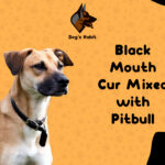 Black Mouth Cur Mixed with Pitbull