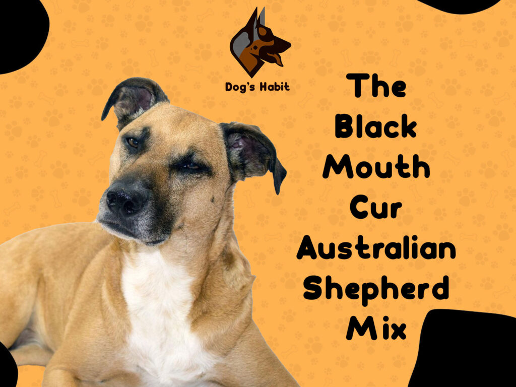 The Black Mouth Cur Australian Shepherd Mix