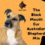 The Black Mouth Cur Australian Shepherd Mix