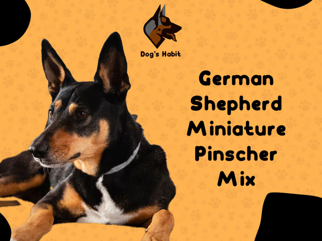 German Shepherd Miniature Pinscher Mi