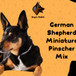 German Shepherd Miniature Pinscher Mi