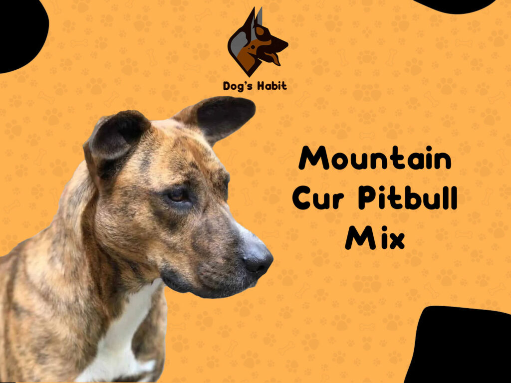 Mountain Cur Pitbull Mix Guide