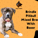 Brindle Pitbull mixed breed with Boxer