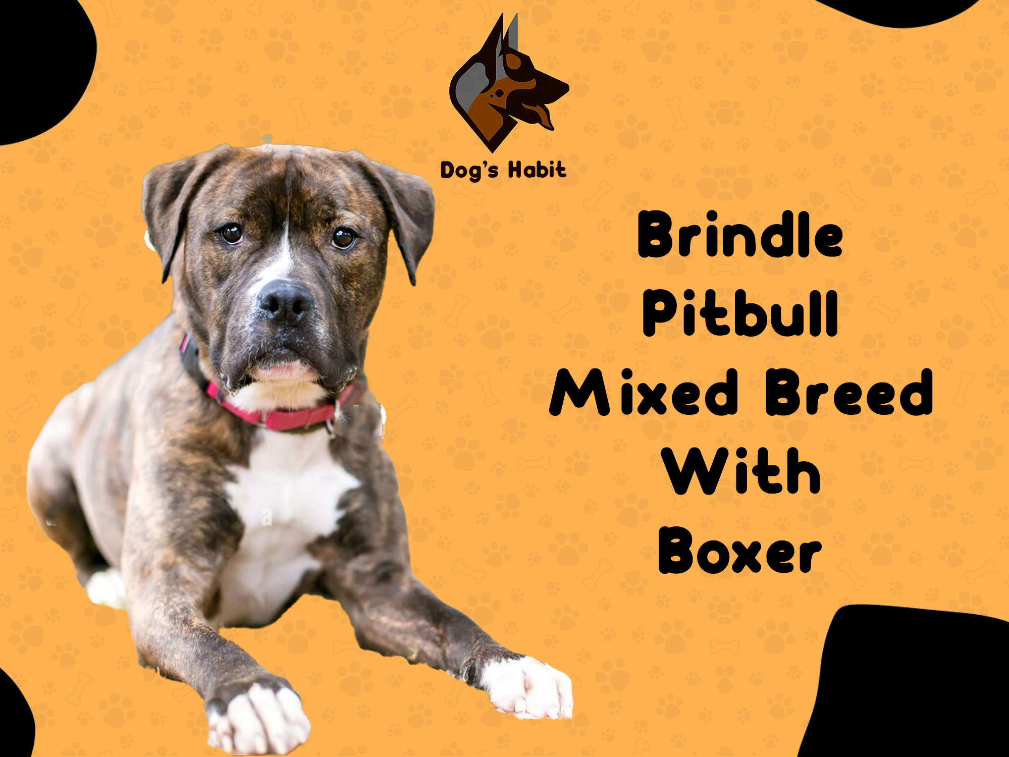 Brindle Pitbull mixed breed with Boxer