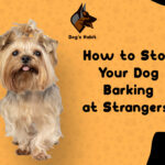 How to Stop Your Dog Barking at Strangers