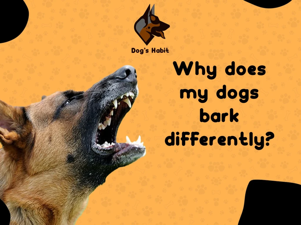 Why does my dogs bark differently?