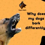 Why does my dogs bark differently?