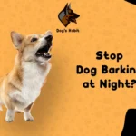 How Do You Stop Dog from Barking at Night