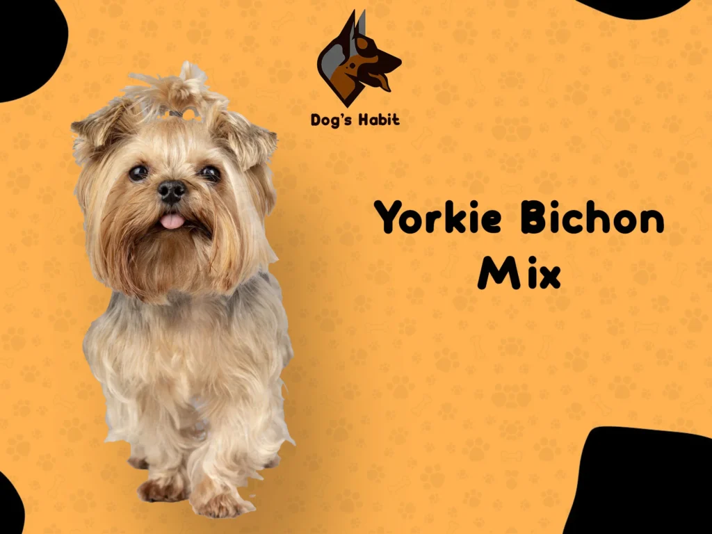 Yorkie Bichon Mix