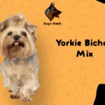 Yorkie Bichon Mix