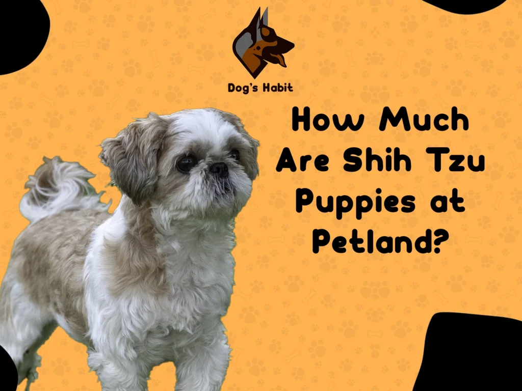 How Much Are Shih Tzu Puppies at Petland?