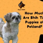 How Much Are Shih Tzu Puppies at Petland?