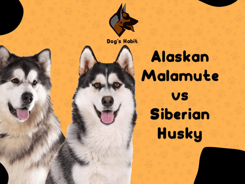 Alaskan Malamute vs Siberian Husky