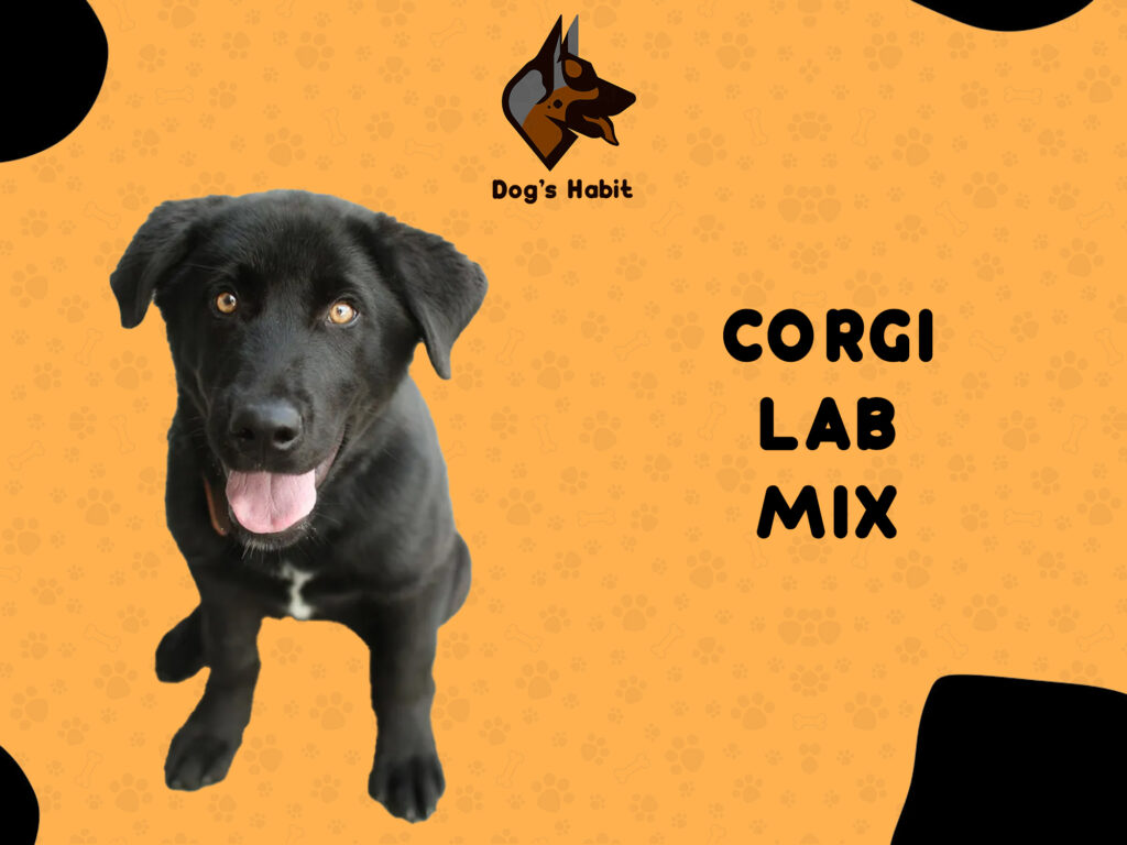 CORGI LAB MIX