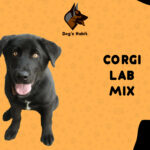 CORGI LAB MIX