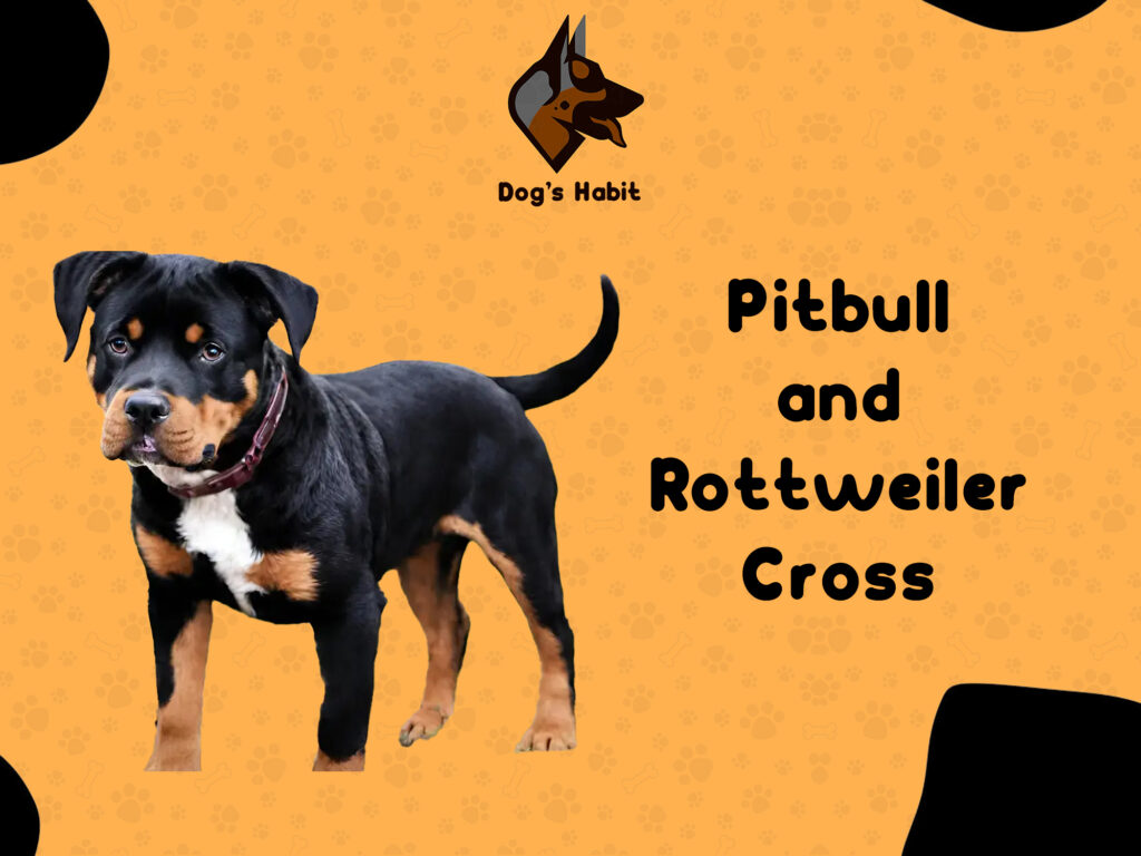 Pitbull and Rottweiler Cross