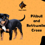 Pitbull and Rottweiler Cross