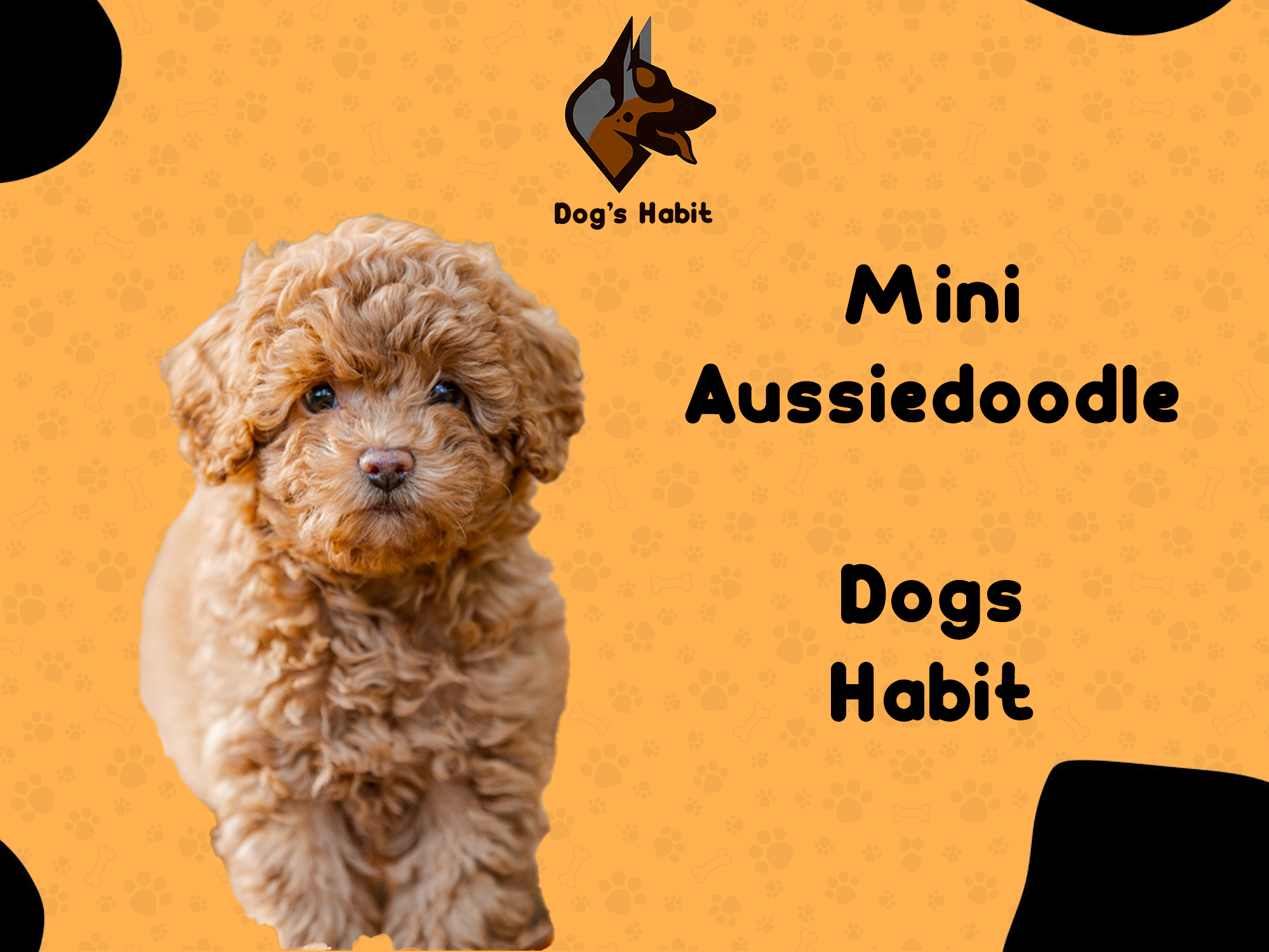 Mini Aussiedoodle