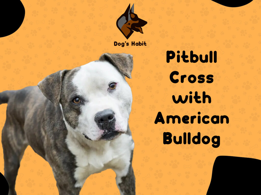 Pitbull Cross with American Bulldog