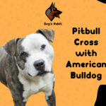 Pitbull Cross with American Bulldog