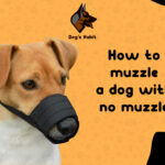 How to muzzle a dog with no muzzle