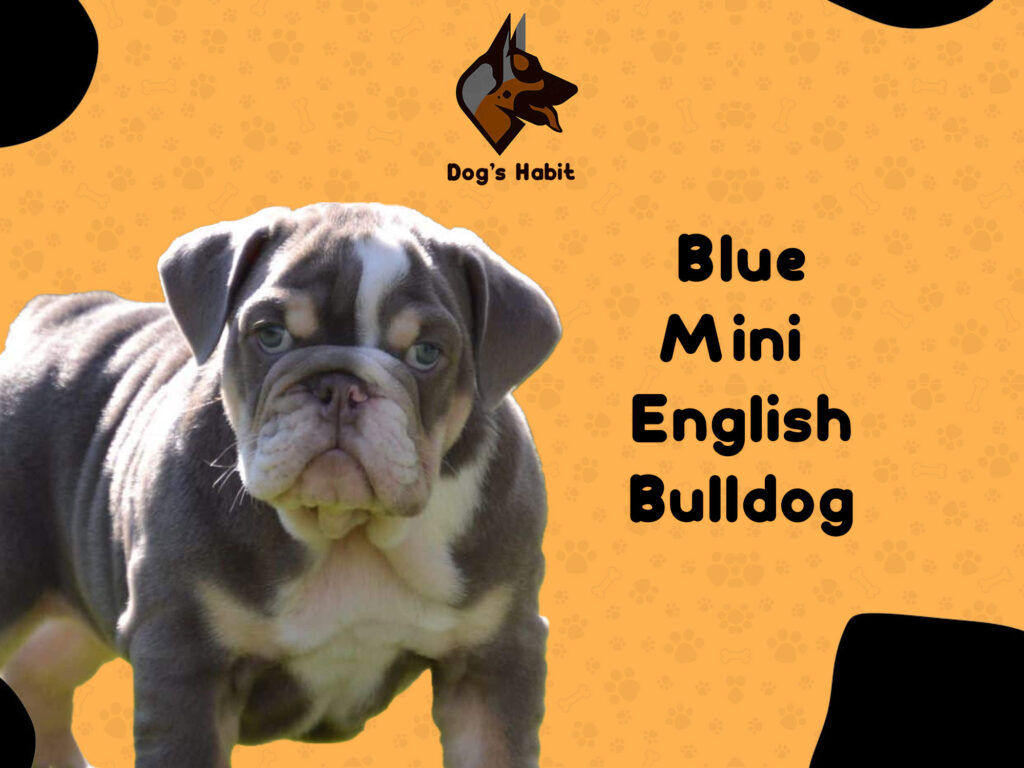 Blue Mini English Bulldog