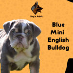 Blue Mini English Bulldog