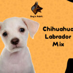 Chihuahua Labrador Mix