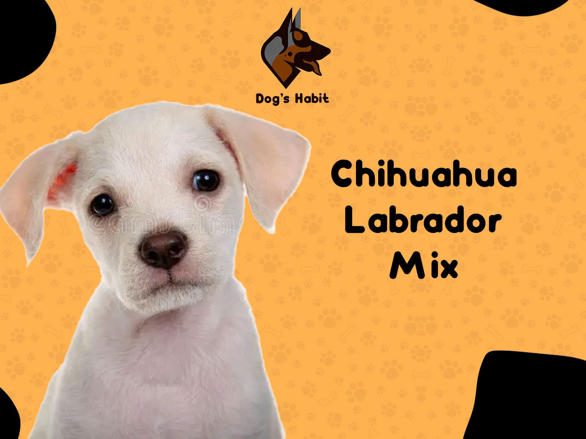 Chihuahua Labrador Mix