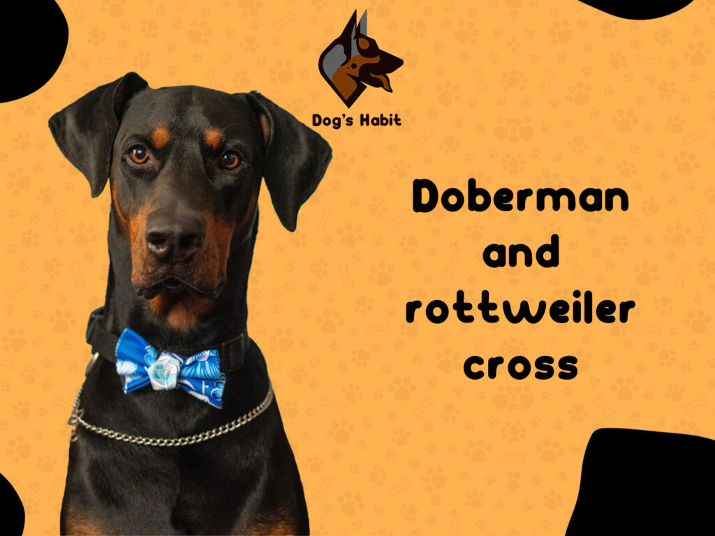 Rottweiler and Doberman Cross