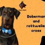 Rottweiler and Doberman Cross