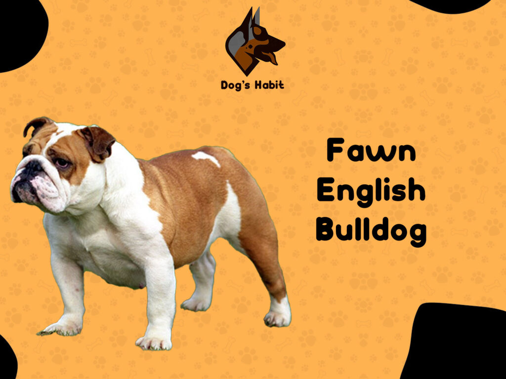 Fawn English Bulldog