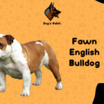 Fawn English Bulldog