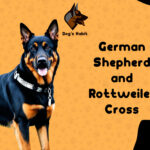 German Shepherd and Rottweiler Cross