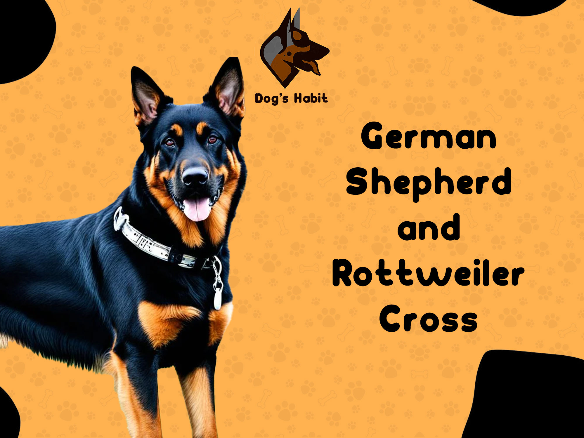 German Shepherd and Rottweiler Cross