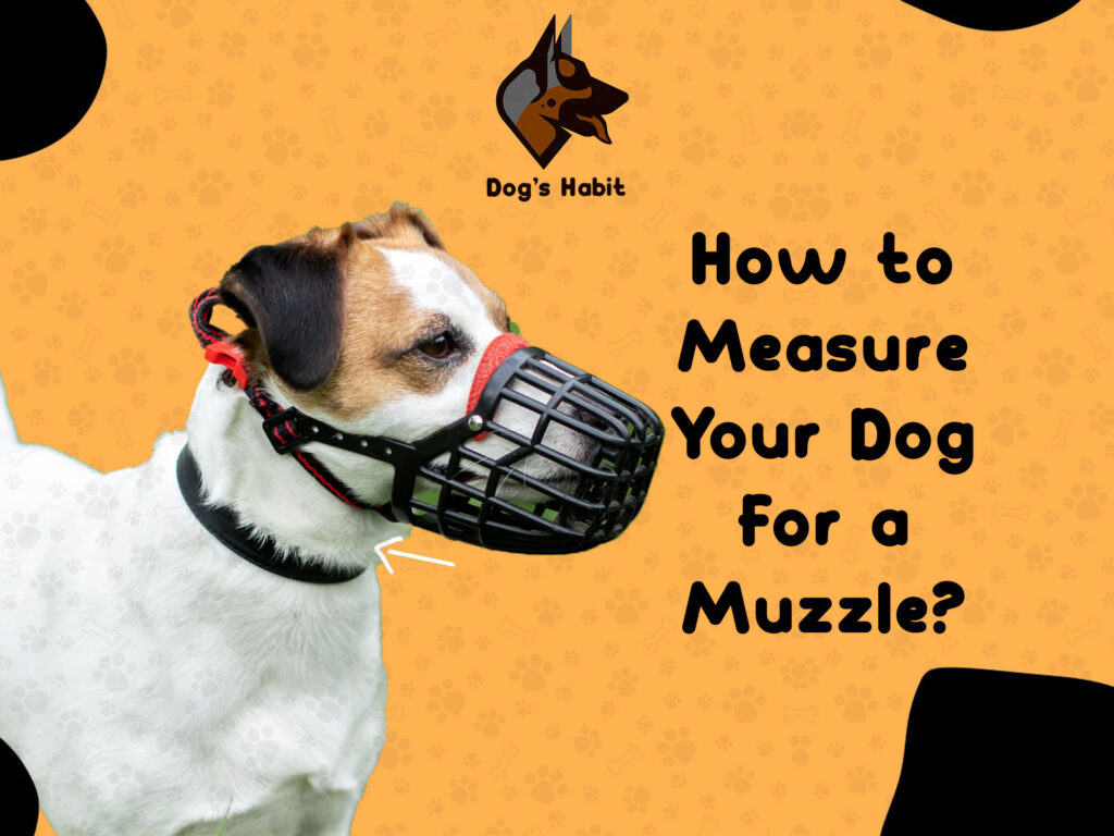 How to Measure Your Dog for a Muzzle