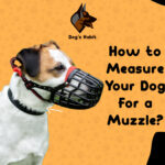 How to Measure Your Dog for a Muzzle