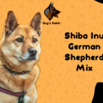 Shiba Inu German Shepherd Mix