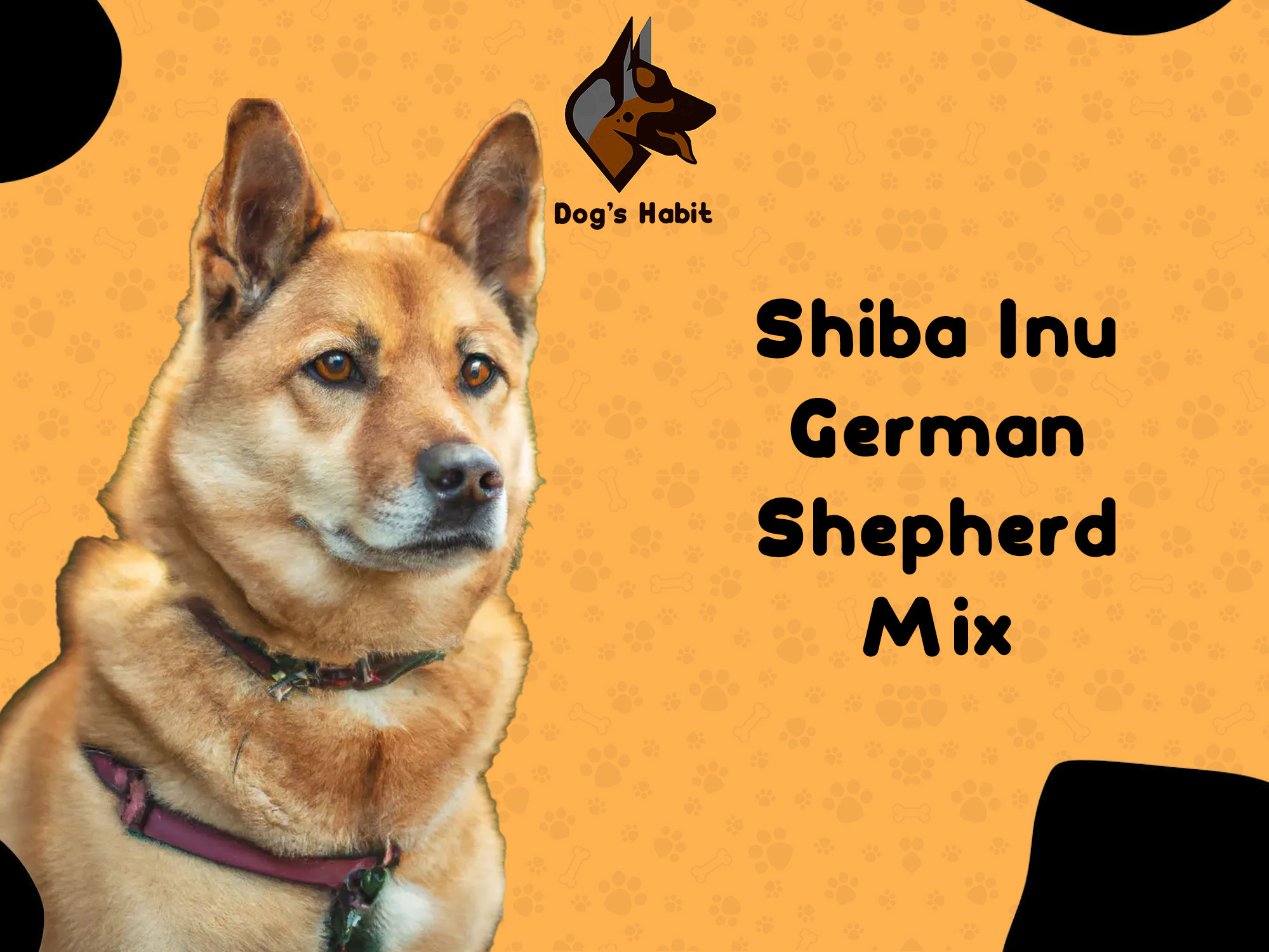 Shiba Inu German Shepherd Mix